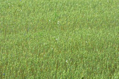 Yeşil buğday tarlasının, dağınık kır çiçekleriyle yakın görüntüsü. Yazın ekilen tarım ürünleri doğal dokuyu, kırsal tarımı ve çevre dostu gıda üretimini gösteriyor.