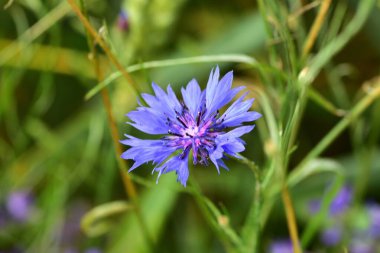 Yeşil çimenlerin arasında canlı mavi çiçek (Centaurea siyanus) tamamen çiçek açar. Güzel yaz kır çiçekleri saflığı simgeler, genellikle kırsal çayırlarda ve buğday tarlalarında bulunur..