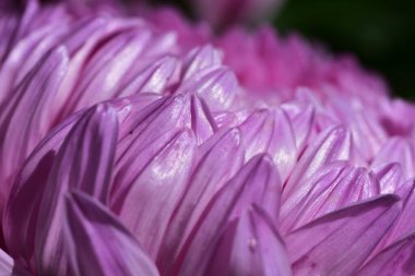 Kasımpatı 'nın Macro' su. Detaylı olarak. Yumuşak pembe dokular ve canlı renkler dekoratif yaz bahçelerindeki kasımpatıların süssel güzelliğini vurgular..