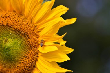 Parlak ayçiçeği (Helianthus annuus) ve sarı yaprakların üzerinde güneş ışığı altında nektar toplayan bir bal arısı. Canlı çiçekleri ve tozlaşma sürecini gösteren yakın çekim.