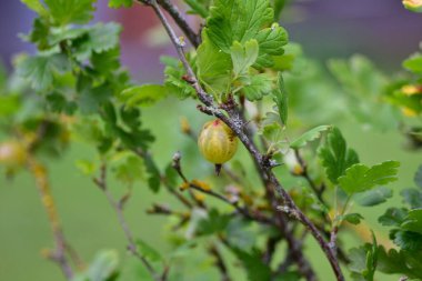 Tek olgun bektaşi üzümü (Ribes uva-crispa) yeşil yapraklarla dikenli bir dalda asılı duruyor. Bahçede doğal olarak yetişen yaz meyvelerinin yakın plan makro çekimi..