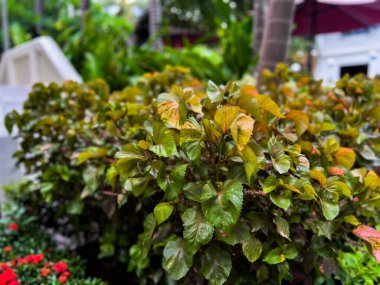 close up tropical leaves in Luang Prabang, Laos 