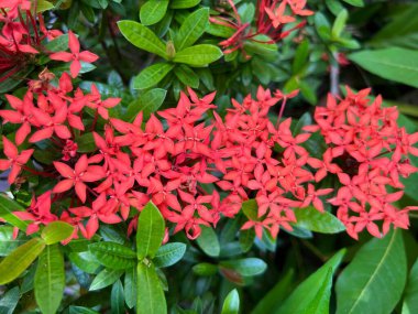 çiçekler ve yapraklar, arka plan