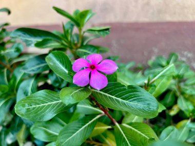 Bahçedeki güzel çiçekler