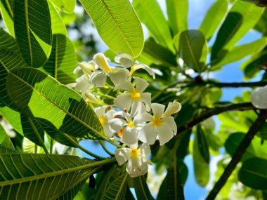 Bahçedeki güzel beyaz çiçekler