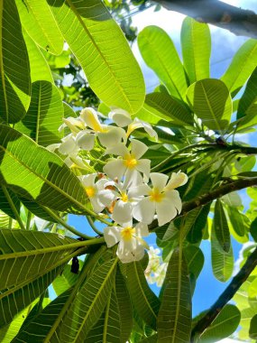 Güzel botanik fotoğrafı, doğal duvar kağıdı.