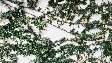 Beyaz bir duvarda yeşil yapraklar