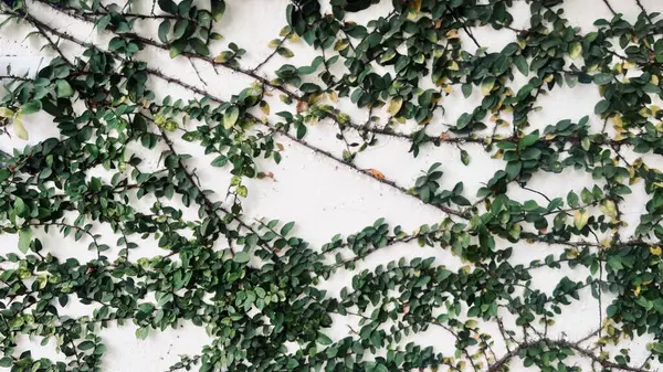 Beyaz bir duvarda yeşil yapraklar
