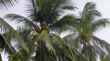 Sahilde palmiye ağaçları