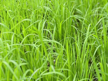 pirinç tarlası, Tayland, pirinç bitkisi