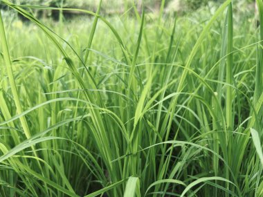 Sabah pirinç ve yeşil pirinç tarlasını kapatın.