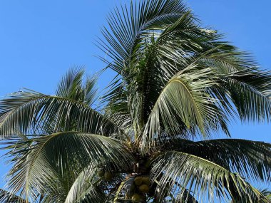 Mavi arkaplanda yeşil palmiye ağaçları