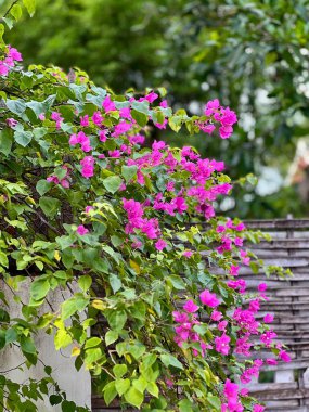 Bahçedeki güzel çiçekler