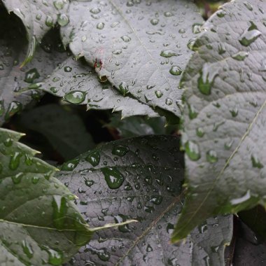 yeşil yapraklar, bitkiler ve yapraklar