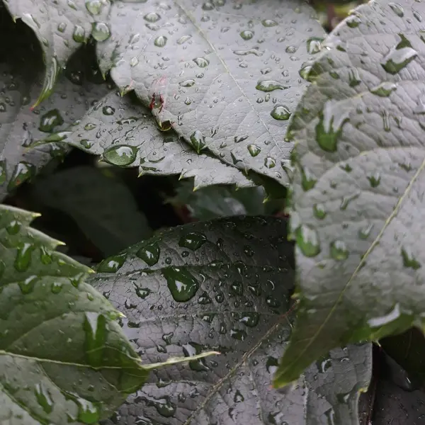 yeşil yapraklar, bitkiler ve yapraklar