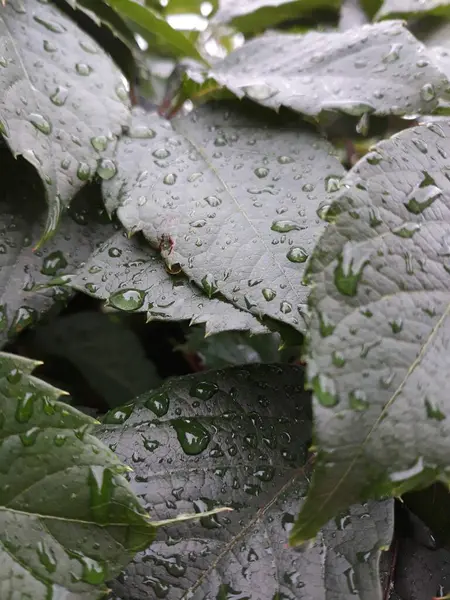 yeşil yapraklar, bitkiler ve yapraklar