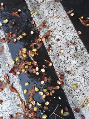 Sonbahar yaprakları yerde.