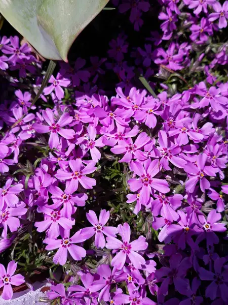 Bahçedeki güzel çiçekler