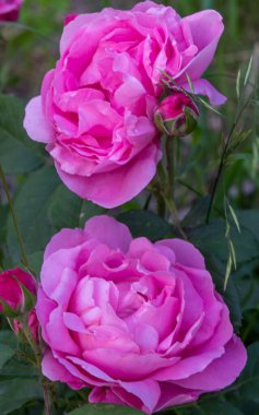 Bahçedeki pembe gül