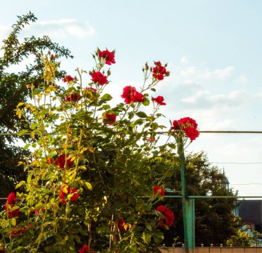 Pencerenin dışında kırmızı güller