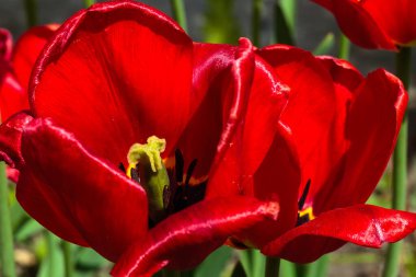 Yeşil yapraklı arka planda kırmızı lale çiçeği.
