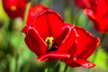 Bahçede kırmızı lale çiçeği