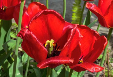 Bahçede güzel kırmızı laleler, doğal arka plan..