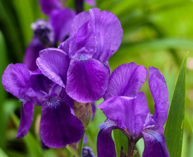 Bahçedeki iris çiçeği