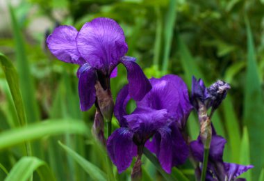 Yeşil çimlerin üzerinde güzel bir iris çiçeği