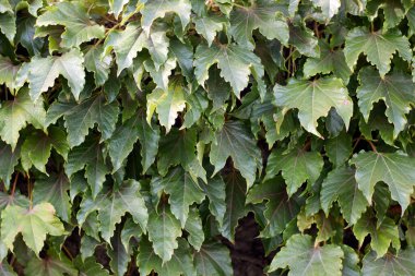 Yaşayan bir bitkinin yapraklarından bir duvar