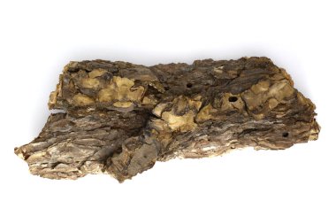 Beyaz arka planda çam kabuğu parçaları, doğal kabuk dokusu.