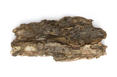 Beyaz arka planda çam kabuğu parçaları, doğal kabuk dokusu.