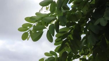 Akasya yaprakları bulutlu bir günde rüzgarda titriyor.
