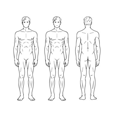 Tüm vücut erkek anatomisi beyaz arkaplanda ön ve arka görünüm