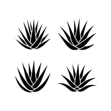 Beyaz arka planda dört stilize siyah agave bitki silueti