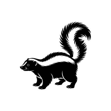 Çalı kuyruklu bir kokarcanın siyah beyaz çizimi.