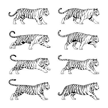 Kaplanları farklı doğal hareketlerde ve duruşlarda gösteren sekiz detaylı, tek renkli çizgi çizimi.