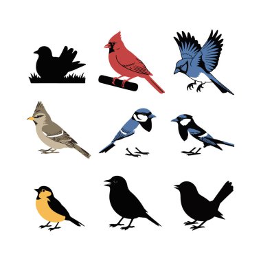 Bir ızgara, hem canlı renkli çizimler hem de simsiyah siluetler içeren, çeşitli türleri gösteren ve poz veren dokuz farklı kuş görüntüsü gösterir..