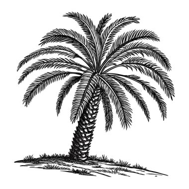 Beyaz arka planda siyah ve beyaz olarak gösterilmiş, yemyeşil yapraklı bir palmiye ağacının ince detaylı, klasik bir çizimi..