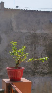 Kırmızı tencerede bir bitki ve arka planda gri bir duvar var. Kamera tekniği yakın plandan alınmış.