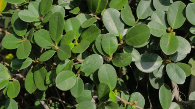 Aynı yeşil yapraklara sahip bir bitki.