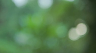 Yeşil bokeh arka plan bulanık