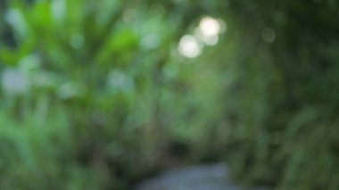 Yeşil yaprakların soyut arkaplanı