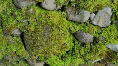 Duvarda yosun, arka plan, doku