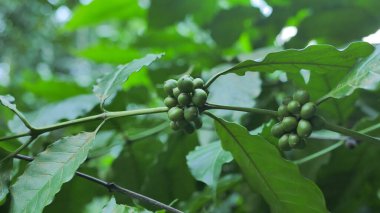 Ağaçtaki yeşil kahve çekirdeği ağacı