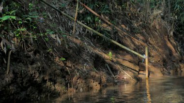 Ormanda, Tayland 'da bambu ormanlarıyla dolu bir nehir.