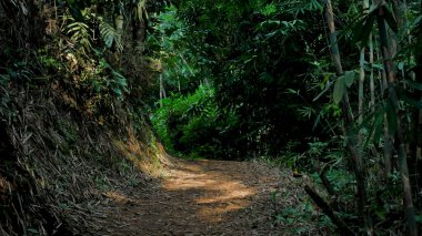 Ormandaki güzel yeşil ağaçlar ve bitkiler.