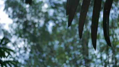 Yeşil yaprakların bulanık arkaplanı