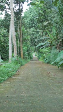 Parktaki ormanda yeşil ağaçlar