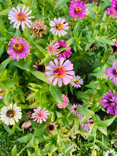 Canlı Zinnia çiçekleri yemyeşil bir bahçede açıyor, narin yapraklarını ve çeşitli renklerini sergiliyor..